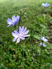 Cichorium intybus