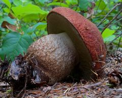 Leccinum ponderosum