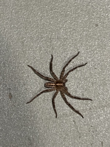 Darwin Rock Huntsman