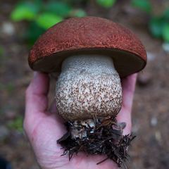 Leccinum ponderosum