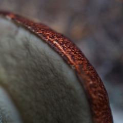 Leccinum ponderosum