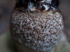 Leccinum ponderosum