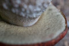 Leccinum ponderosum