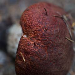 Leccinum ponderosum