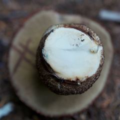 Leccinum ponderosum