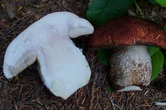 Leccinum ponderosum
