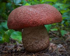 Leccinum ponderosum