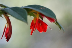 Columnea nicaraguensis