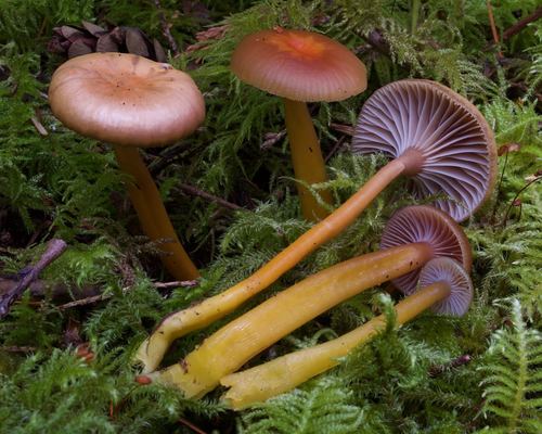 Heath Waxcap