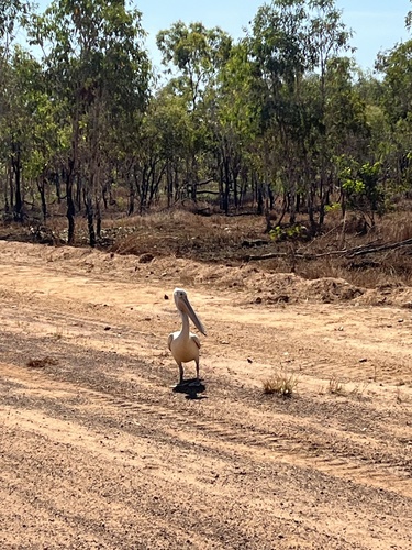 Australian Pelican