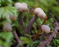 Cudonia circinans
