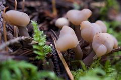 Cudonia circinans