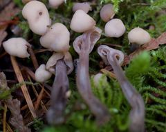 Cudonia circinans