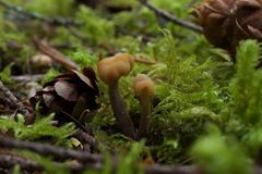 Cudonia circinans