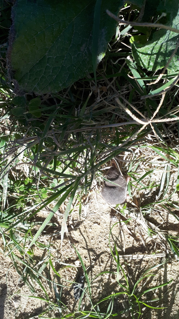Sicilian Shrew