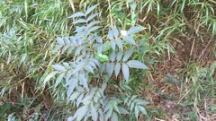 Rhus hypoleuca