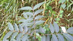 Rhus hypoleuca