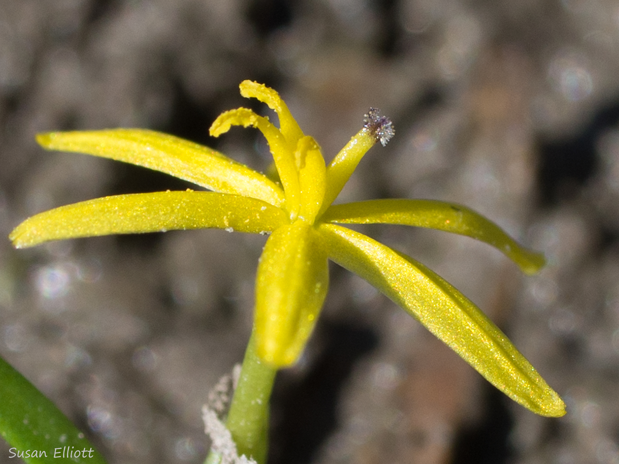Heteranthera dubia