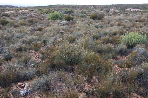 Othonna ramulosa