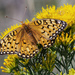 Edwards's Fritillary - Photo (c) Allen Boynton, some rights reserved (CC BY-NC-ND), uploaded by Allen Boynton