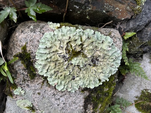 Parmotrema tinctorum