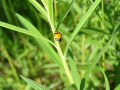 Hippodamia glacialis