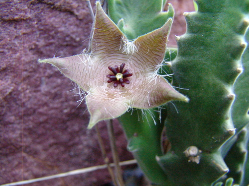Gonostemon clavicorona (I.Verd.) P.V.Heath 4