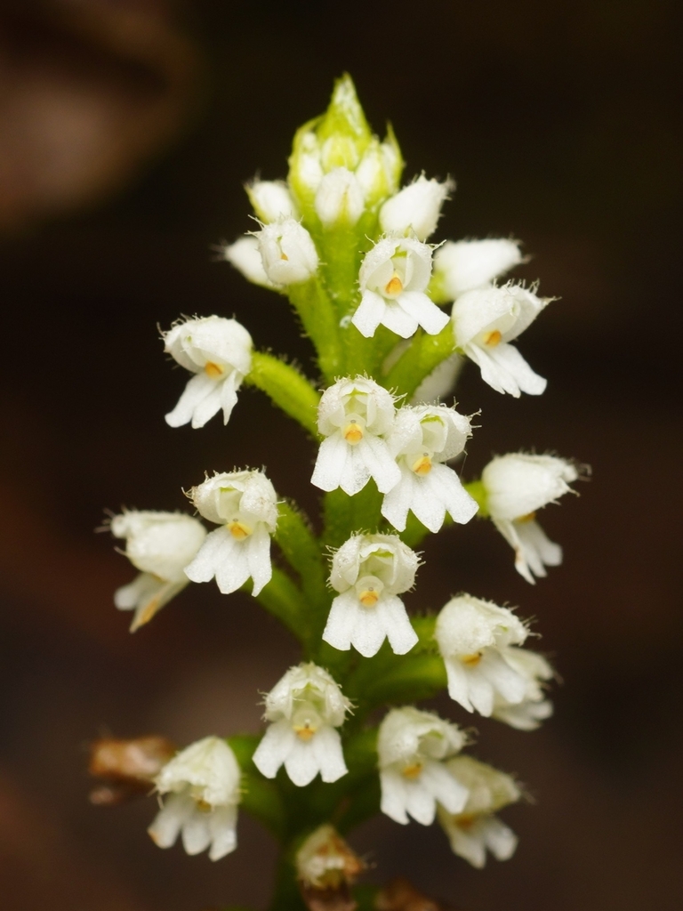Ponthieva fertilis