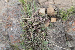Crassula lanuginosa