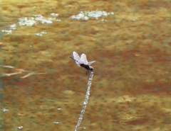 Macrodiplax balteata