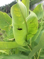 Lygaeus kalmii angustomarginatus