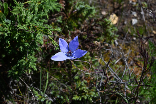 Codonopsis vinciflora