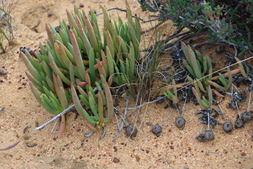 Thong Starfig (Cephalophyllum loreum)