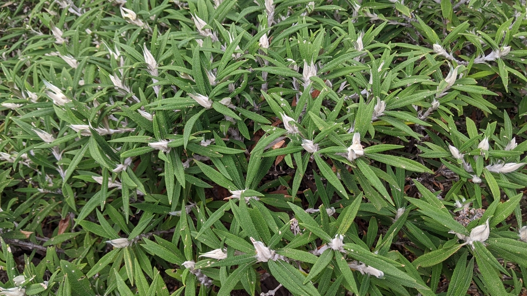 Buddleja loricata; photograph (c) rooiratel, some rights reserved (CC BY-SA)