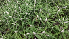 Buddleja loricata