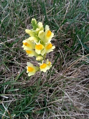 Linaria vulgaris