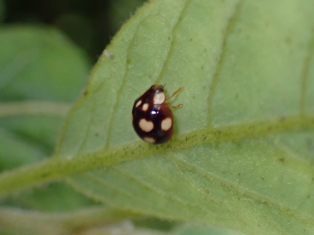 Dysis bisquatuorguttata