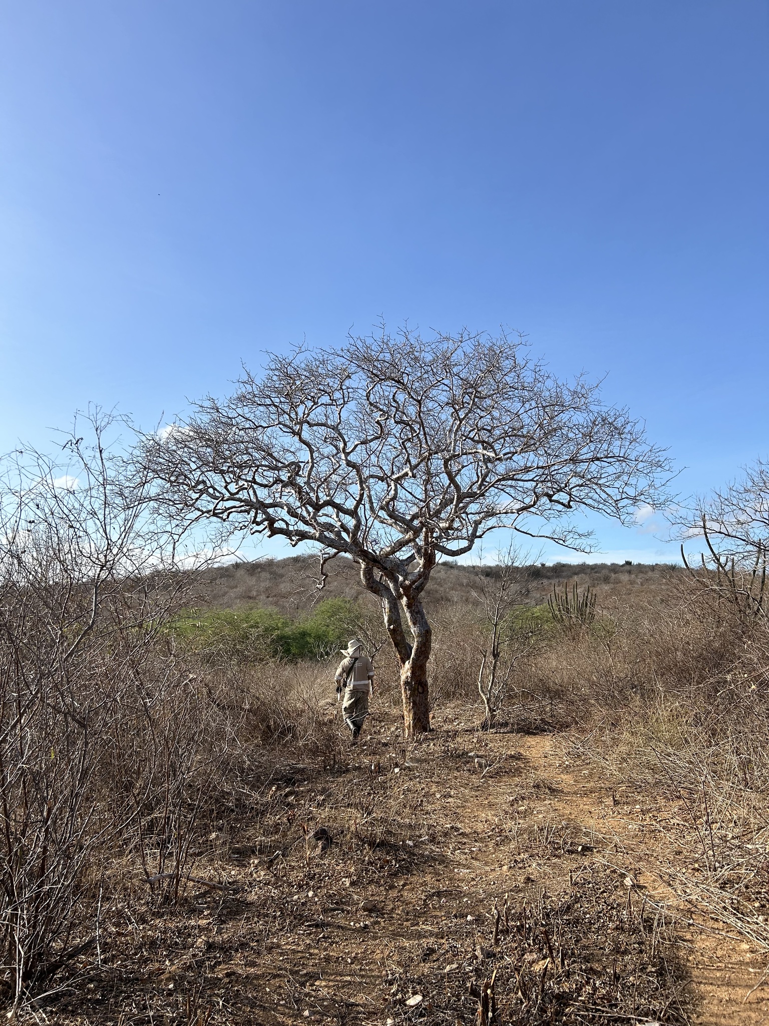 Commiphora leptophloeos