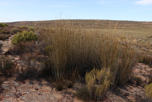 Image of Arid Fountainbush (Cannomois schlechteri) by (c) Tony Rebelo, some rights reserved (CC BY-SA)