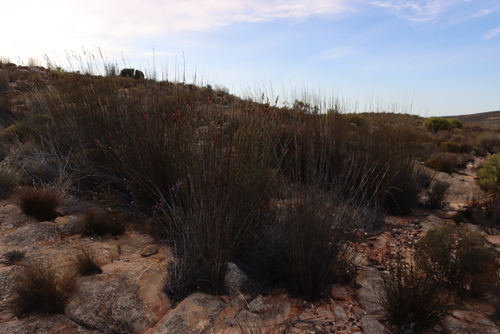 Image of Arid Fountainbush (Cannomois schlechteri) by (c) Tony Rebelo, some rights reserved (CC BY-SA)
