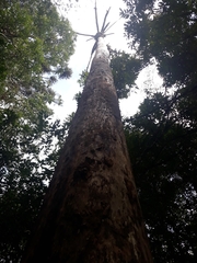 Araucaria angustifolia