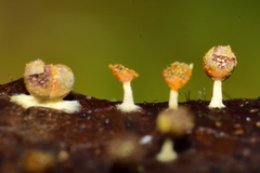 Physarum melleum