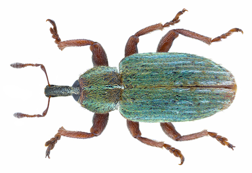 Black-beaked green weevil photo 2