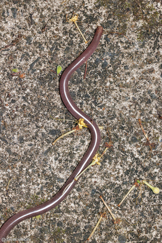 Blackish Blind Snake sighting