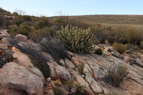 Nodding Sugarbush (Protea pendula)