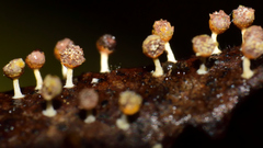 Physarum melleum