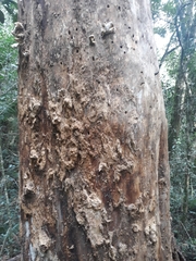 Araucaria angustifolia