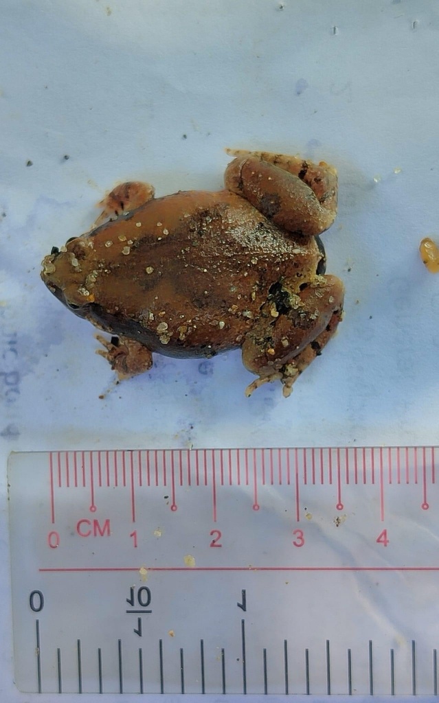 Burrowing Narrow-Mouth Frog
