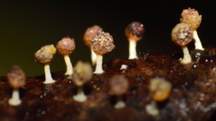 Physarum melleum
