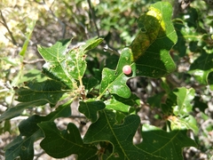 Xanthoteras eburneum